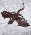pols-draak Bruin